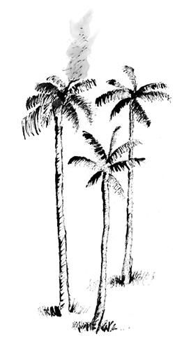 Royal palms